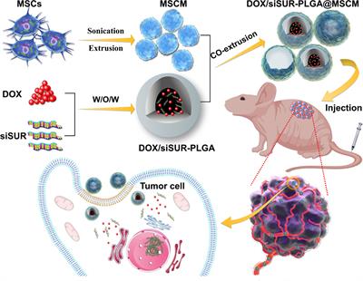 Synergistic treatment of osteosarcoma with biomimetic nanoparticles transporting doxorubicin and siRNA